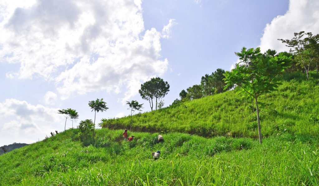 Medicinal and Aromatic Plants For Health Care and Livelihood Opportunities